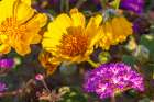 USA, California, Anza Borrego Desert State Park. Verbena and goldfields blossoms close-up. Art Print